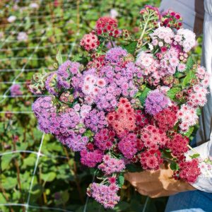Ageratum