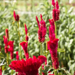 Celosia- Coral Reef