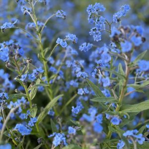 Chinese Forget-Me-Not