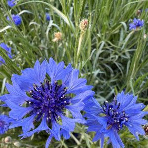 Cornflower