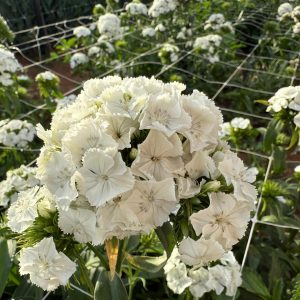Dianthus White