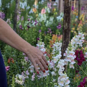 Snapdragon White