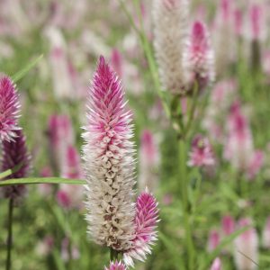 Celosia Flamingo Feather
