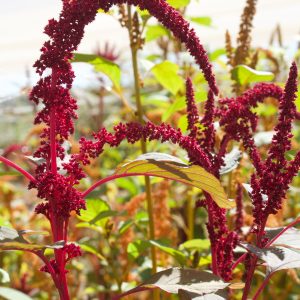 Amaranthus Tassel