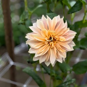 Dahlia Dinner- Plate