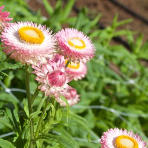 Strawflower