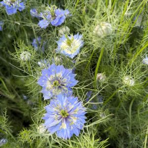 Love-In-A-Mist