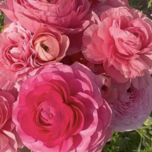 Ranunculus