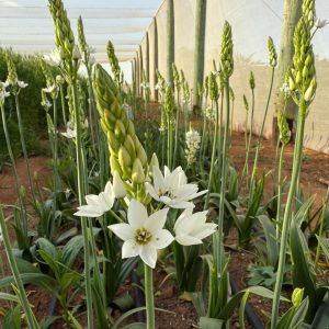 Ornithogalum Flowers