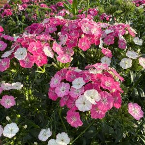 Dianthus pink