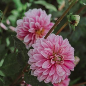 Dahlia Decorative