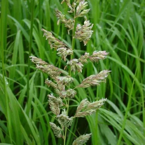 Canary Grass