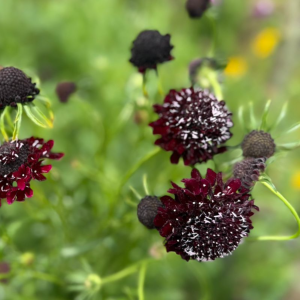 Scabiosa Focal Scoop