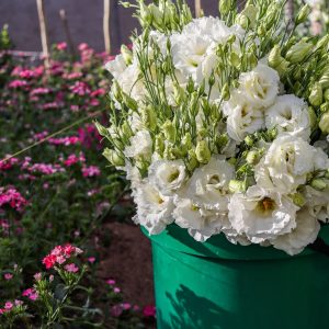 Lisianthus