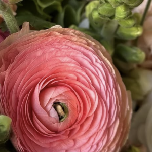 Ranunculus Italian
