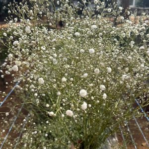 Gypsophila