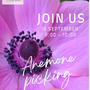 Anemone Picking + 10 FREE Ranunculus stems